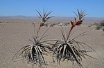 Tillandsia latifolia Nazca to Arequipa GPS192 Peru_Chile 2014_0311.jpg